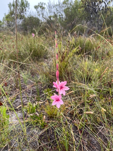 Image of Watsonia zeyheri by (c) Charleen Brunke, some rights reserved (CC BY)