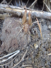 Pristoceuthophilus pacificus