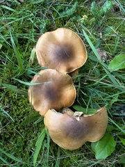 Armillaria