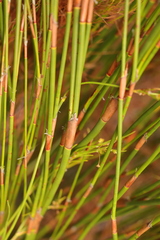 Restio sieberi