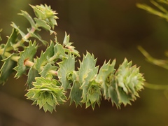 Cliffortia reniformis