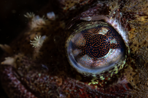Red Irish lord (Hemilepidotus hemilepidotus) — Cottidae — 3