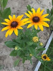 Rudbeckia hirta