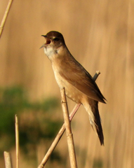 Locustella luscinioides