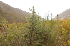 Cliffortia reniformis