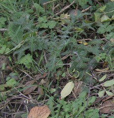 Cirsium vulgare