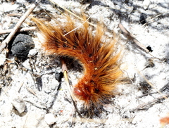 Phyllalia patens