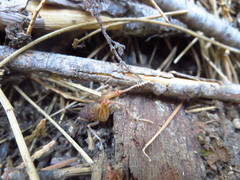 Pristoceuthophilus pacificus