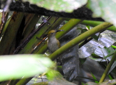 Arachnothera modesta