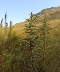 Cliffortia reniformis