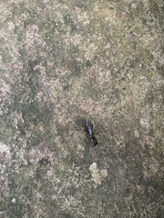 Odontomachus haematodus