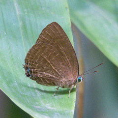 Arhopala agrata binghami