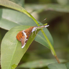 Lebadea martha martha