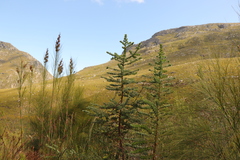 Cliffortia reniformis