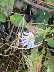 Symphyotrichum novi-belgii