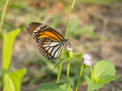 Danaus melanippus hegesippus