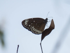Euploea crameri bremeri