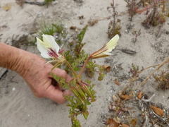 Pelargonium suburbanum