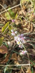 Symphyotrichum drummondii
