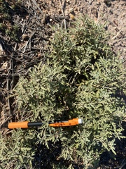 Sphaeralcea hastulata