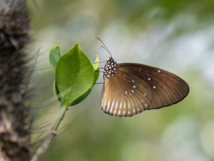 Euploea eyndhovii gardineri
