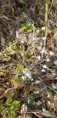Symphyotrichum drummondii