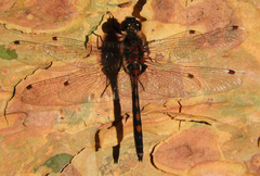 Leucorrhinia rubicunda