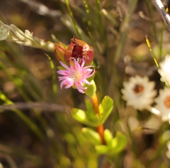 Erepsia polita