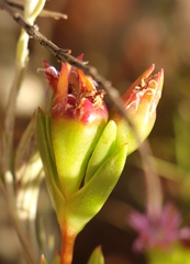 Erepsia polita