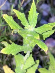 Pulicaria dysenterica
