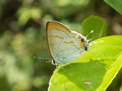 Hypolycaena thecloides