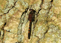 Leucorrhinia rubicunda