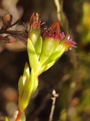 Erepsia polita