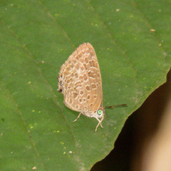 Arhopala alitaeus