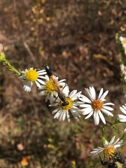 Ammophila