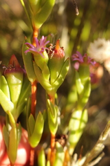 Erepsia polita