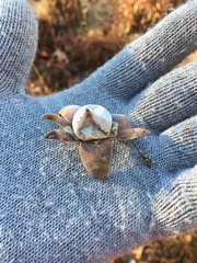 Astraeus hygrometricus