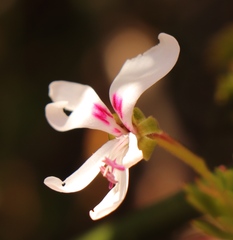 Pelargonium laevigatum laevigatum