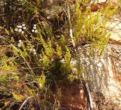 Pelargonium laevigatum laevigatum