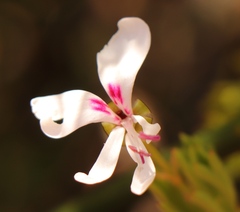 Pelargonium laevigatum laevigatum