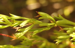 Pelargonium laevigatum laevigatum