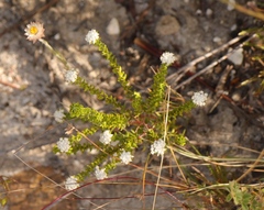 Phylica debilis