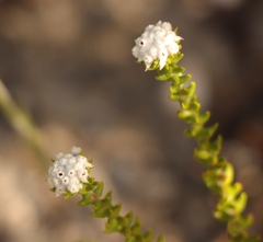 Phylica debilis