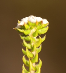 Phylica debilis