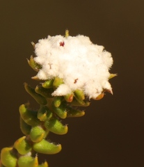 Phylica debilis