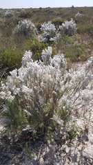 Eriocephalus racemosus