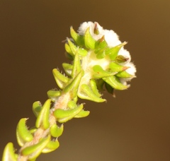 Phylica debilis