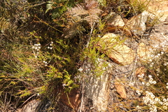 Pelargonium laevigatum laevigatum