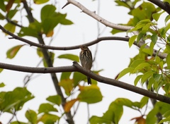 Anthus hodgsoni