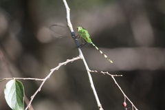 Erythemis vesiculosa